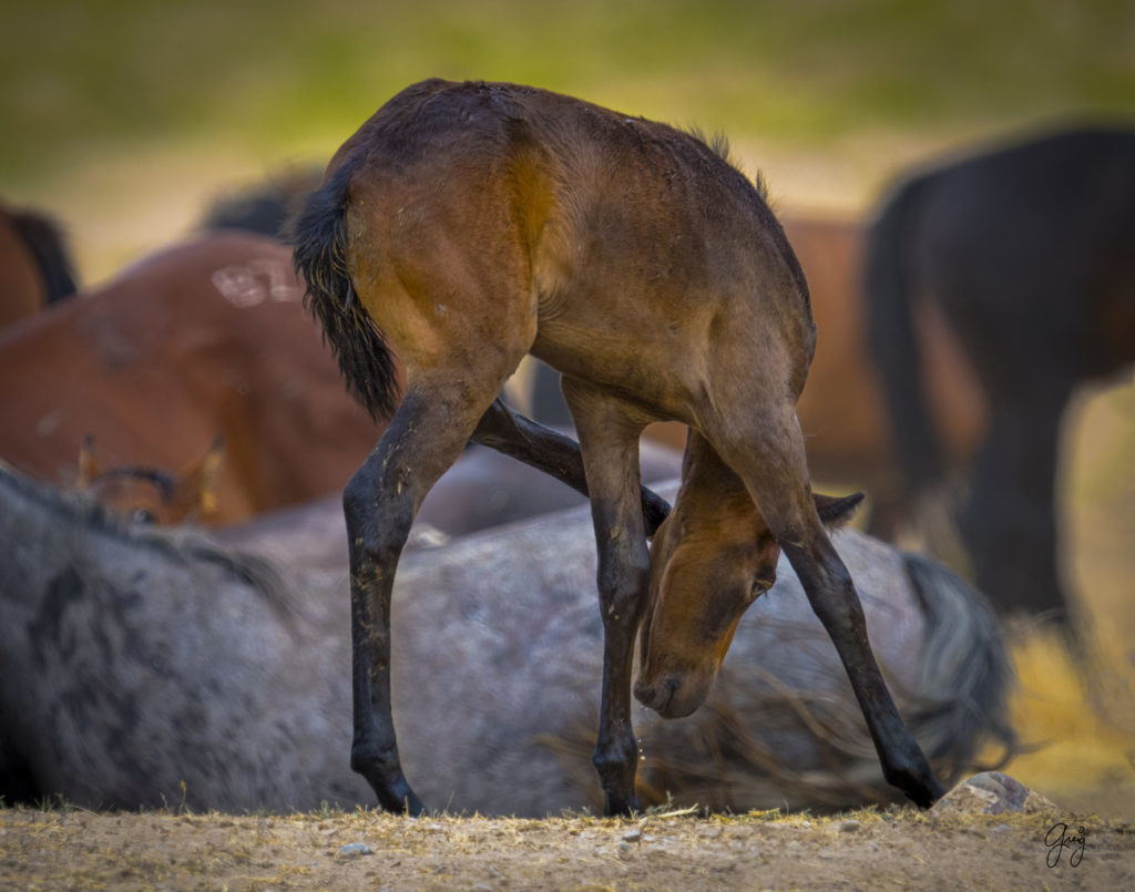 Photography of Wild horse foal in Utah's west desert