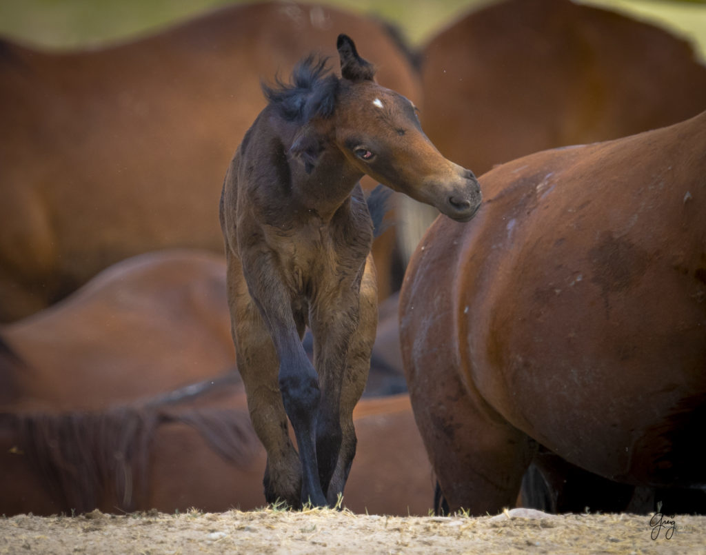 wild horse foal onaqui herd photography of wild horses in Utah