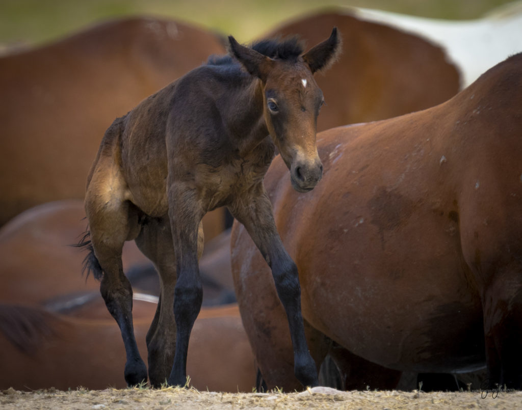 wild horse foal onaqui herd photography of wild horses in Utah