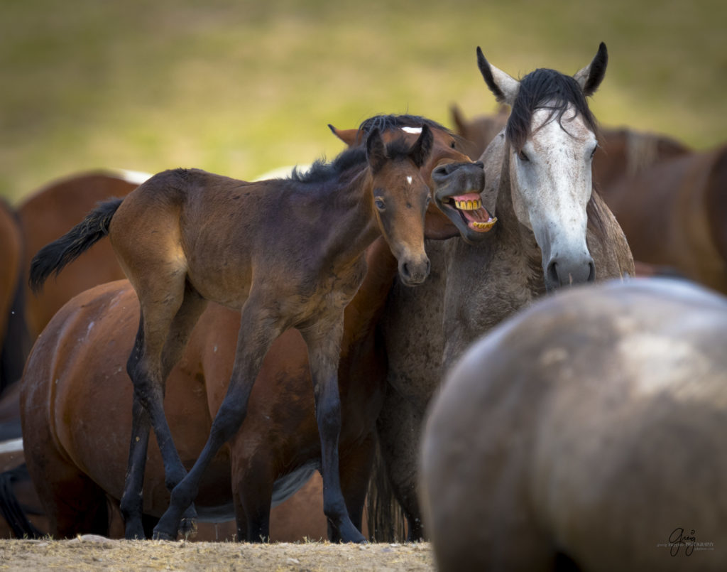 Photography of Wild horse foal at watering hole.  Onaqui herd Utah