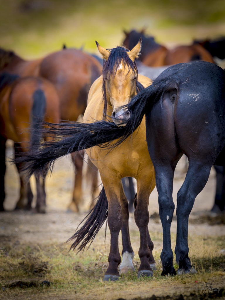 wild horses standing by watering hole peaceful