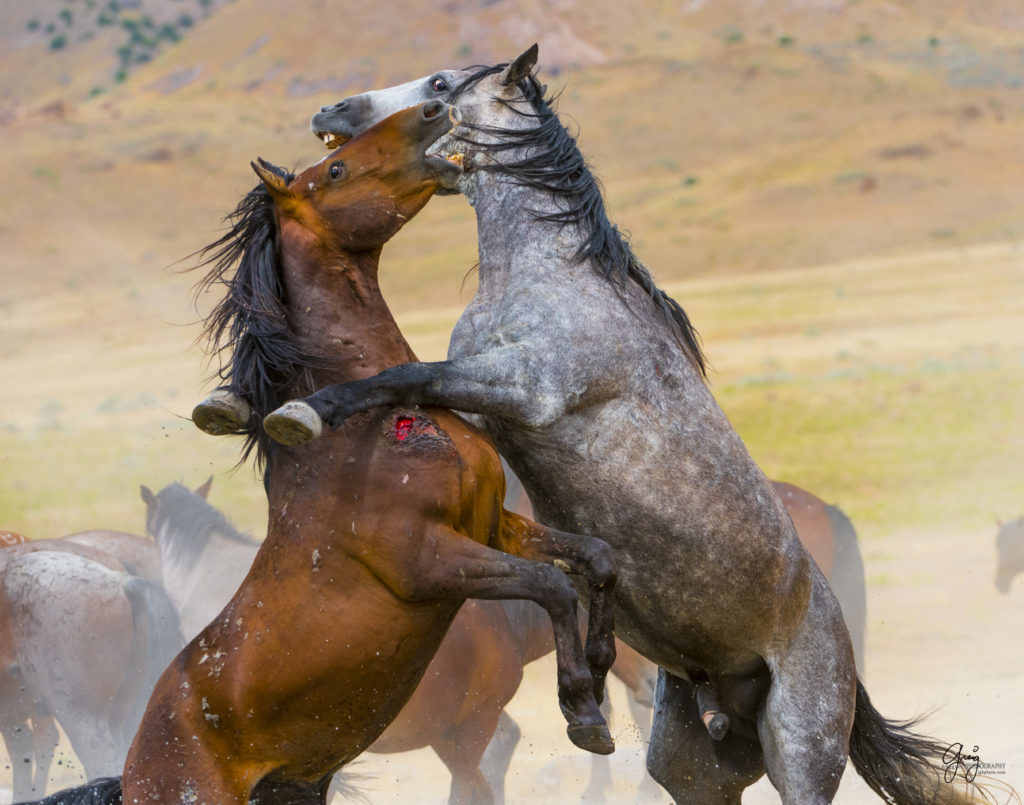 Two wild horse stallions in a fierce fight