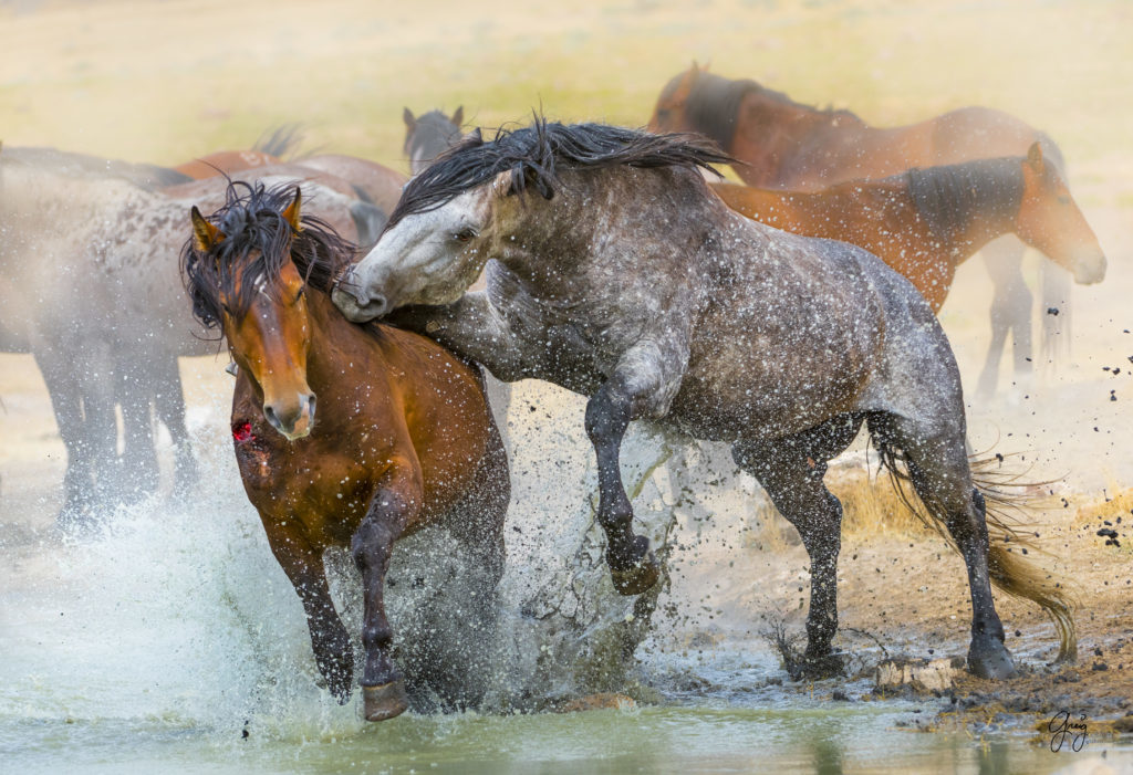 photography of wild horses  stallions fighting in watering hole