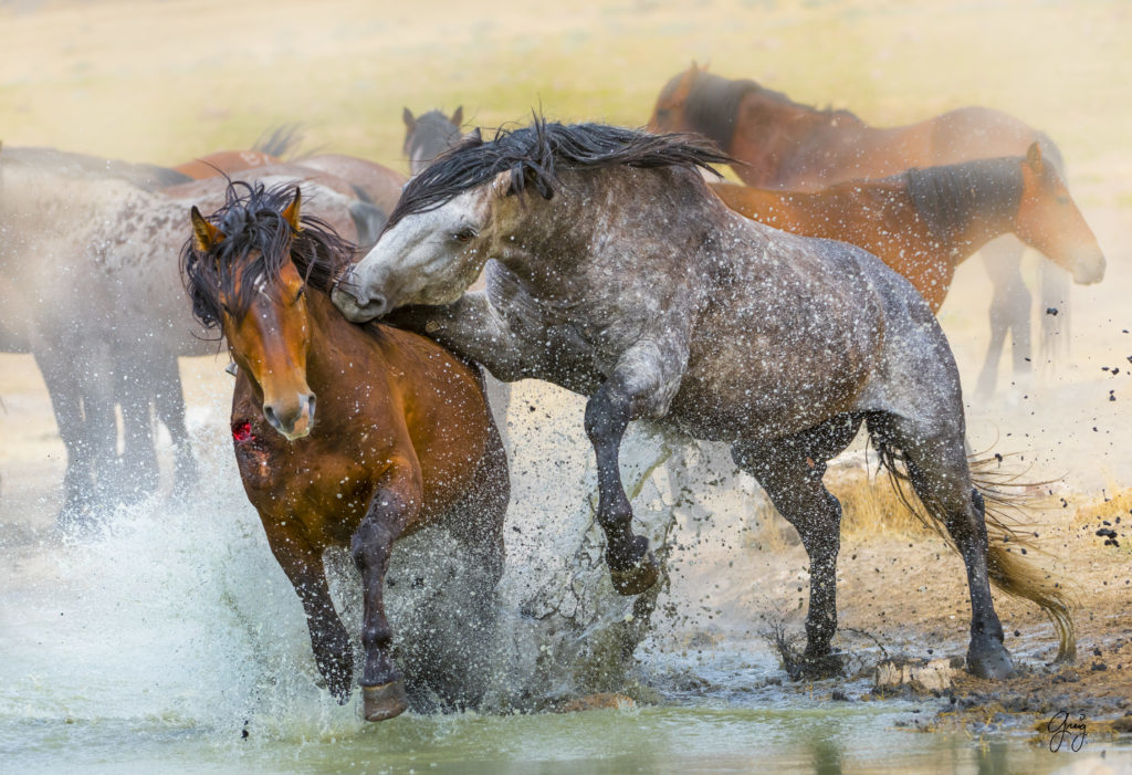 Photography of two wild horse stallions in a fierce fight in Utah's West Desert