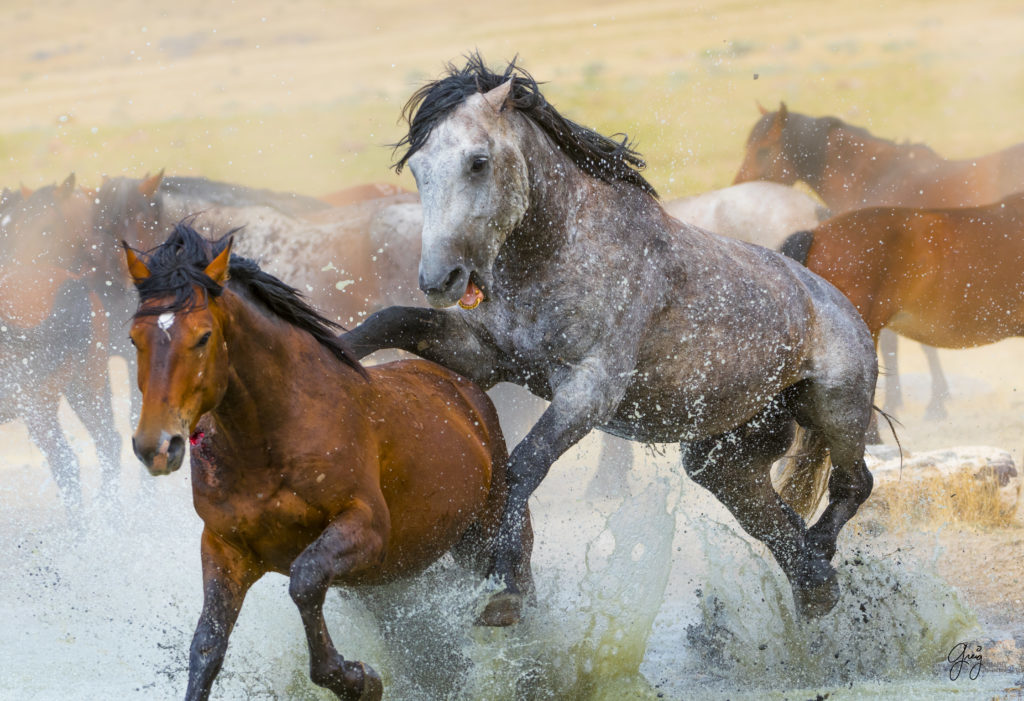 photography of wild horses  stallions fighting in watering hole