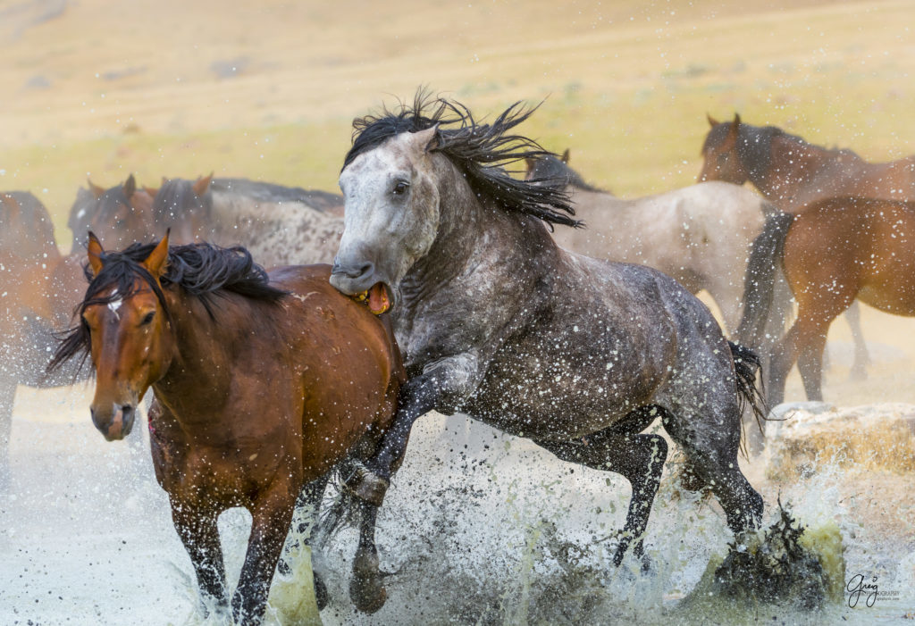 photography of wild horses  stallions fighting in watering hole