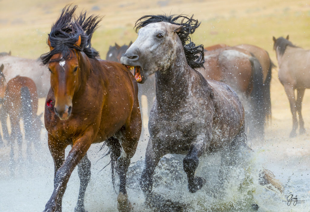 photography of wild horses  stallions fighting in watering hole