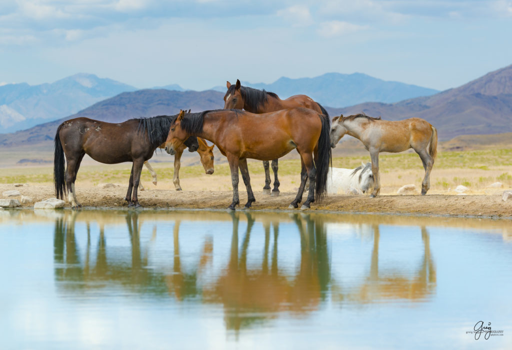 Photography of a family of wild horses at the watering hole Onaqui herd Utah's West Desert