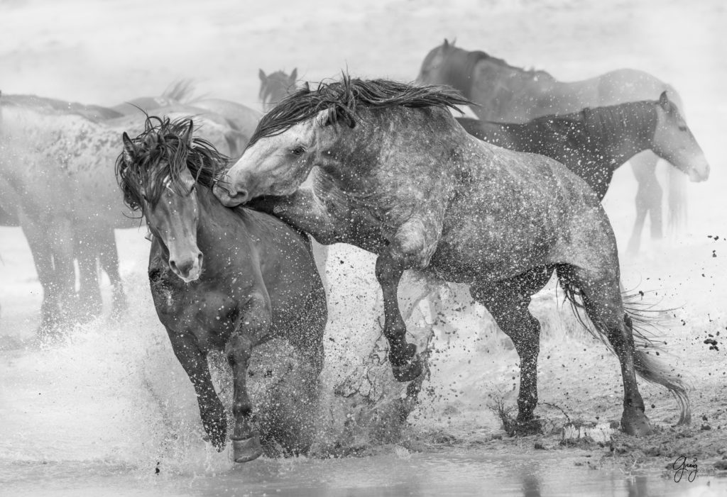 Photography of two wild horse stallions in a fierce fight in Utah's West Desert