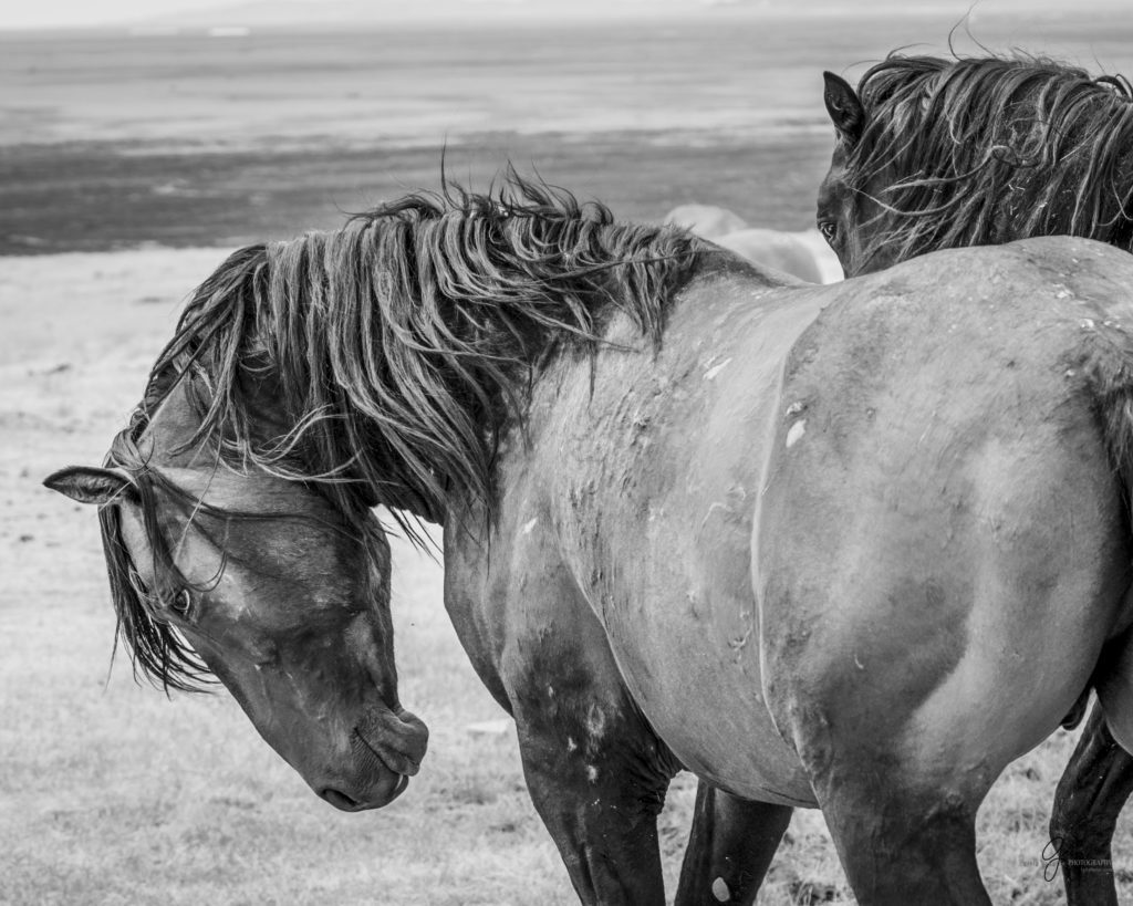 Black and white Photography of two wild horse stallions in Utah's west desert.  Onaqui herd