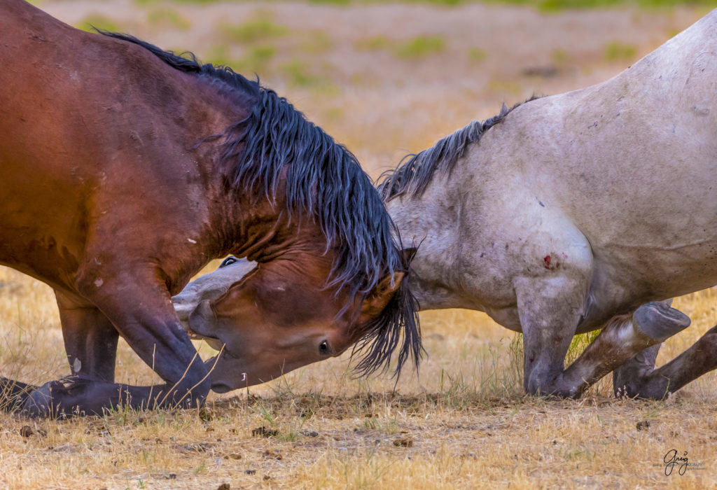 photography of Wild horses fighting on their knees