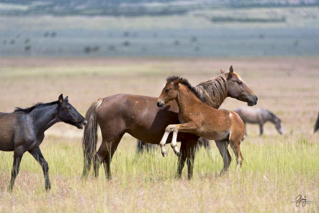 wild horses in Utah's West desert, BLM controversy, wild horse photography, wild horses, wild horses in utah 