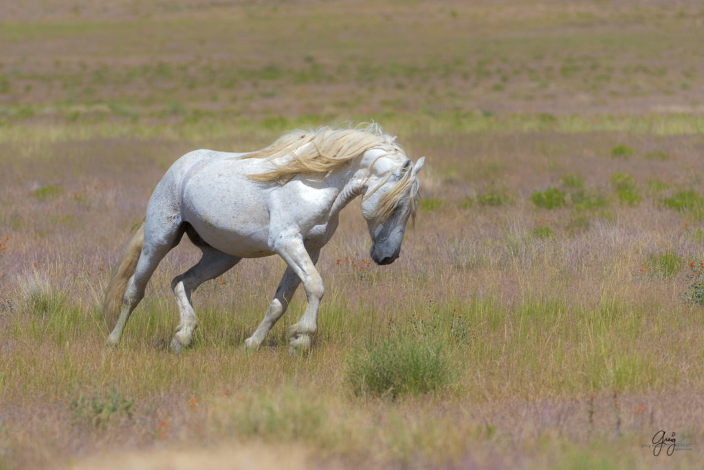 fine art photography wild horses