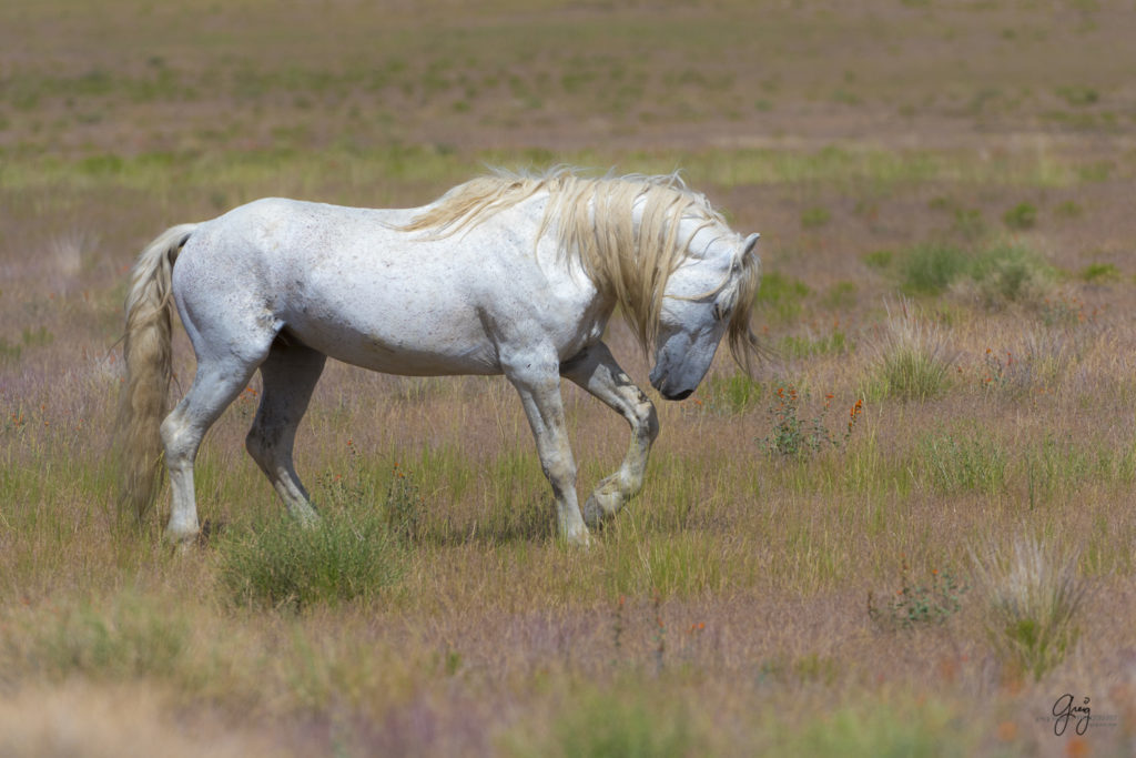 fine art photography wild horses