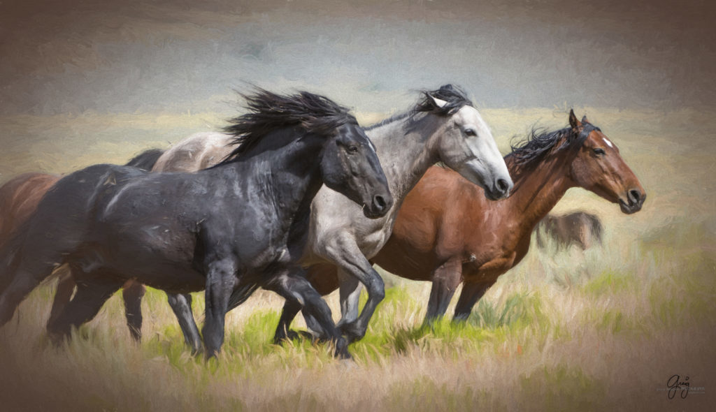 Fine art photograph photography of wild horses, photography of wild horses, horses, horse photography, wild horse photography