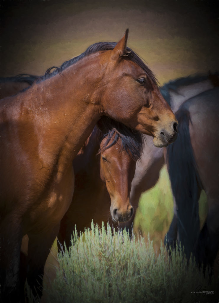 Fine art photograph photography of wild horses, photography of wild horses, horses, horse photography, wild horse photography