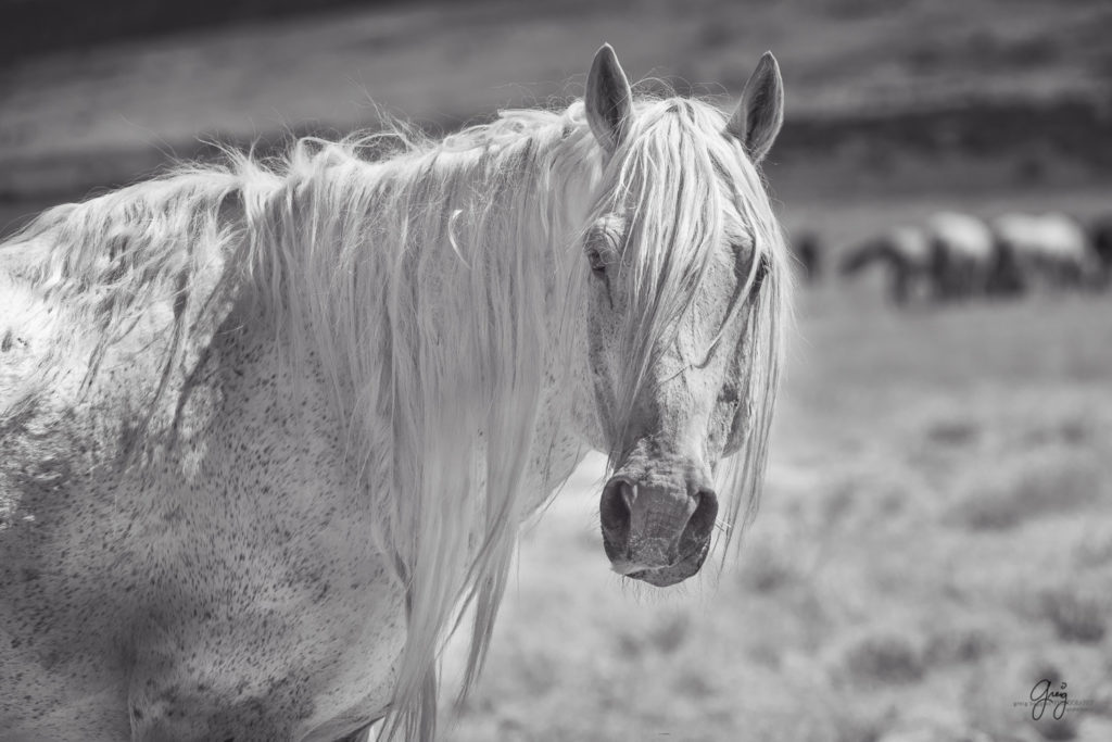 fine art photography wild horses