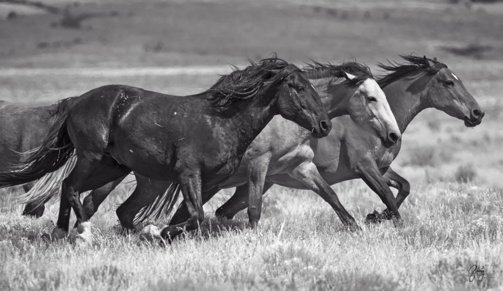 fine art photography wild horses