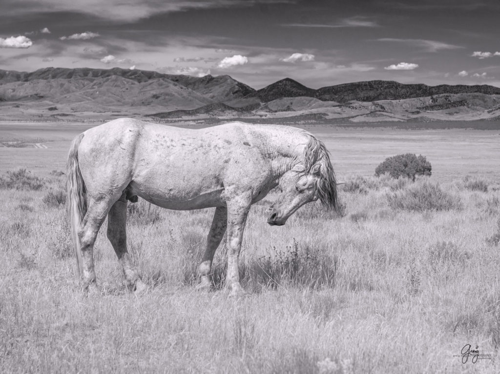 fine art photography wild horses