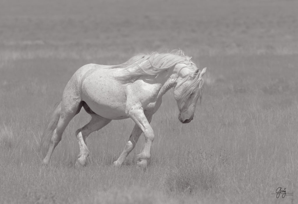 photography of horses, photography of wild horses, fine art photography of horses, wild horses, stallion, black and white photography of horses