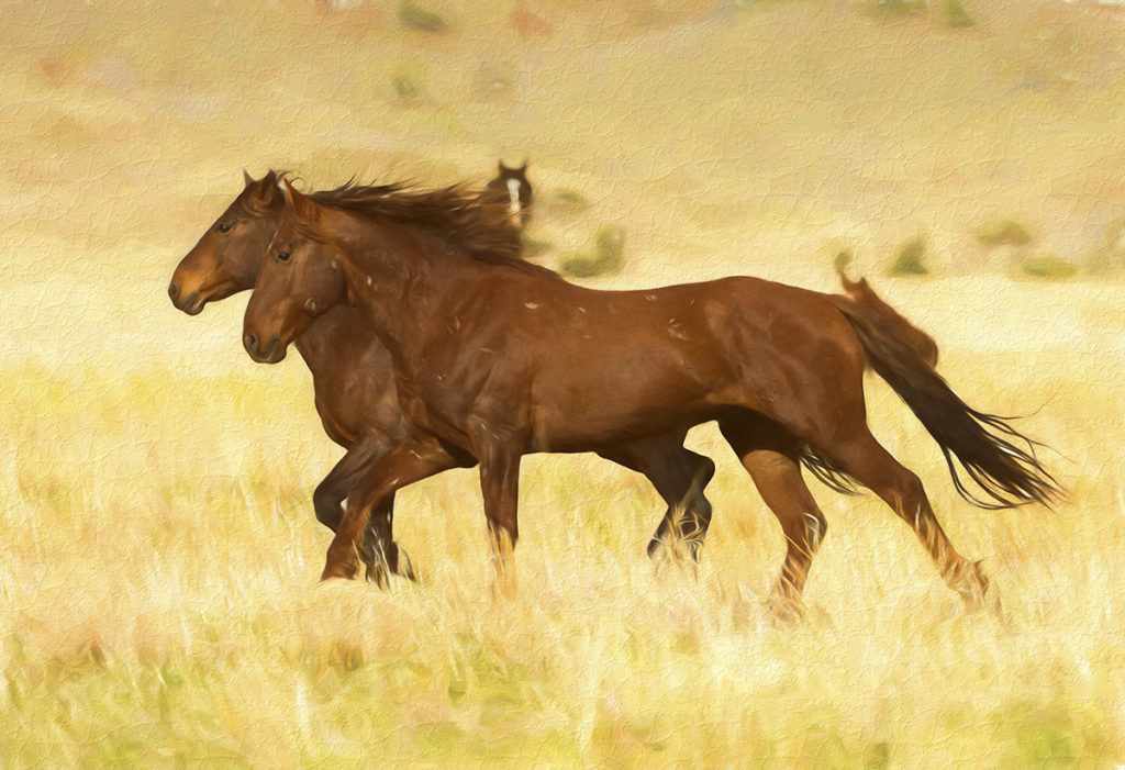 photograph painting of two wild horse stallions on the run, fine art photography of wild horses