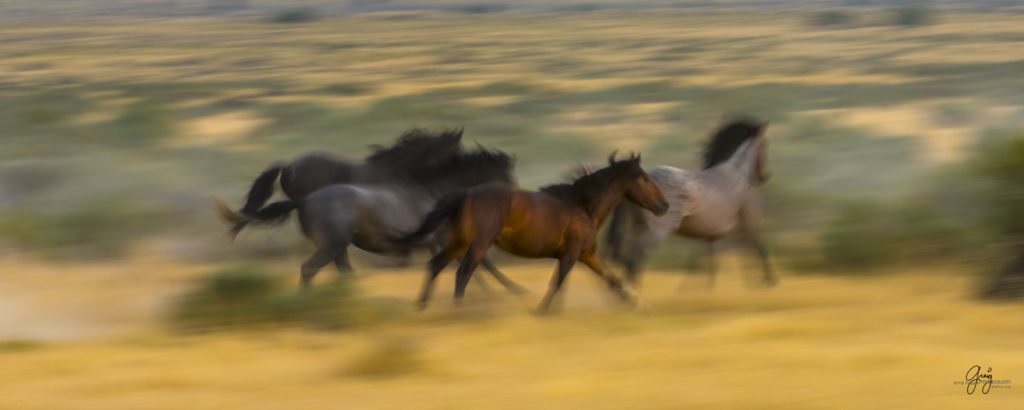 photography of wild stallions running, fine art photography of wild horses, wild horses, horses, wild horses fighting