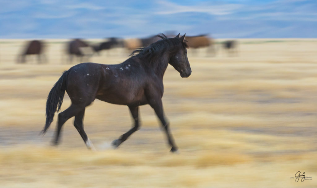 photography of wild stallions running, fine art photography of wild horses, wild horses, horses, wild horses fighting