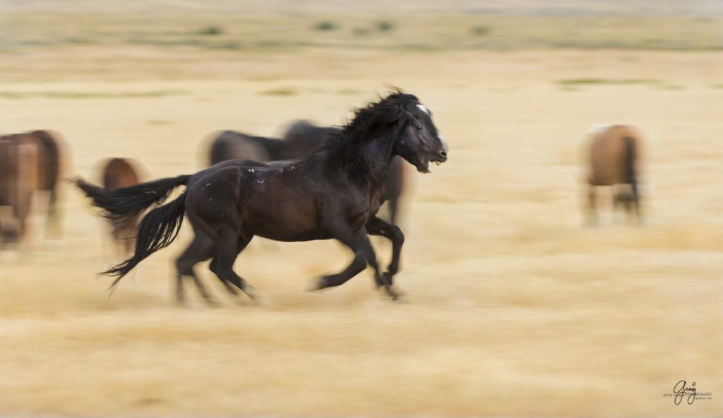 photography of wild stallions running, fine art photography of wild horses, wild horses, horses, wild horses fighting