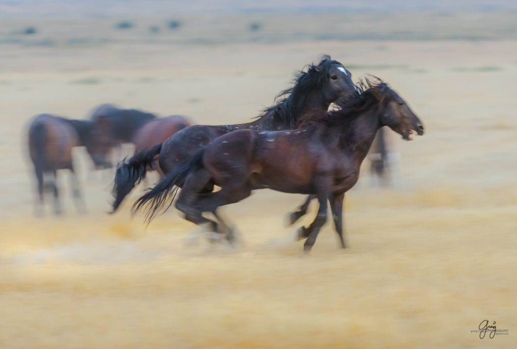 photography of wild stallions running, fine art photography of wild horses, wild horses, horses, wild horses fighting