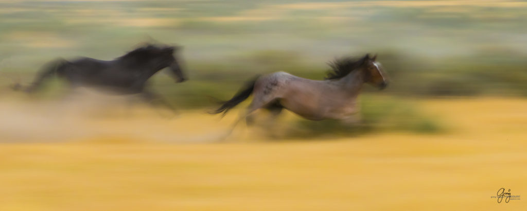 photography of wild stallions running, fine art photography of wild horses, wild horses, horses, wild horses fighting