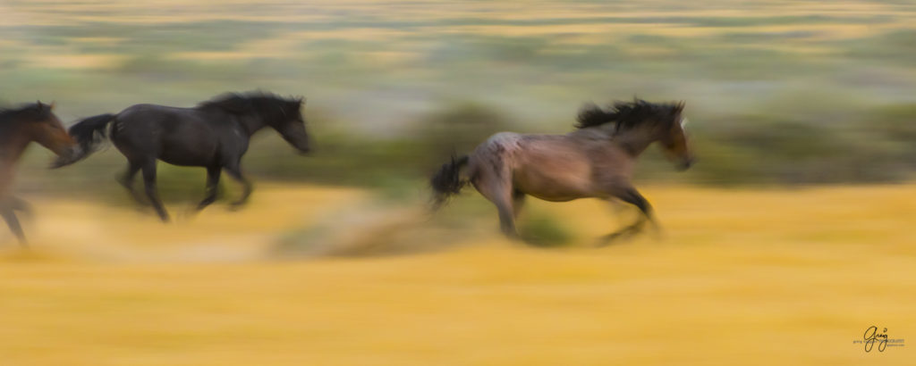 photography of wild stallions running, fine art photography of wild horses, wild horses, horses, wild horses fighting