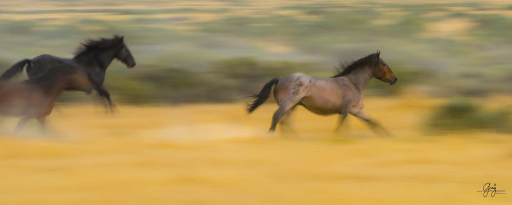 photography of wild stallions running, fine art photography of wild horses, wild horses, horses, wild horses fighting
