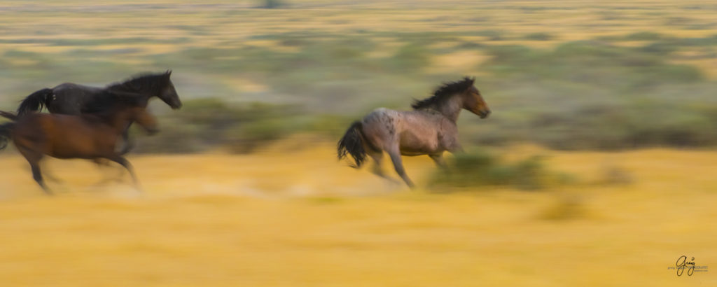 photography of wild stallions running, fine art photography of wild horses, wild horses, horses, wild horses fighting