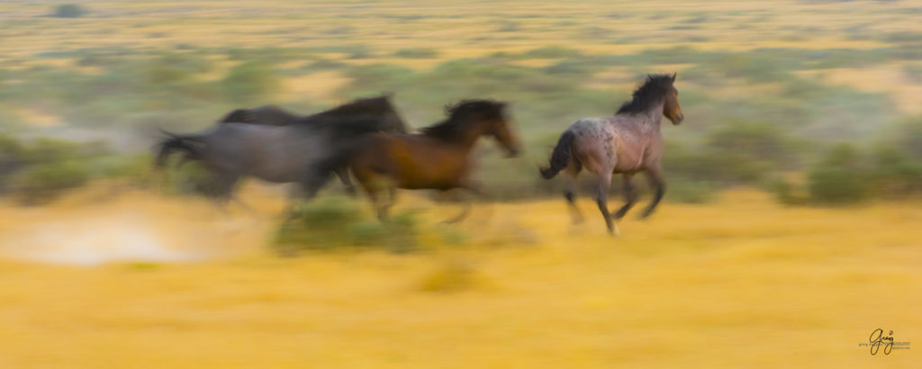 photography of wild stallions running, fine art photography of wild horses, wild horses, horses, wild horses fighting