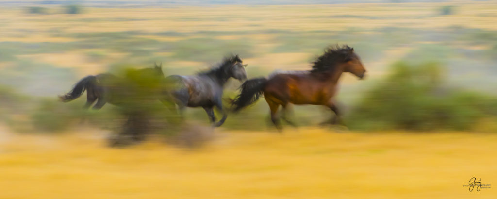 photography of wild stallions running, fine art photography of wild horses, wild horses, horses, wild horses fighting