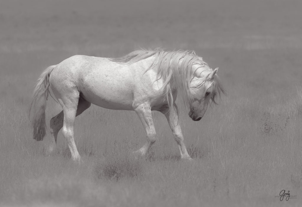 black and white photography of wild horses, horse photography, fine art photography of horses