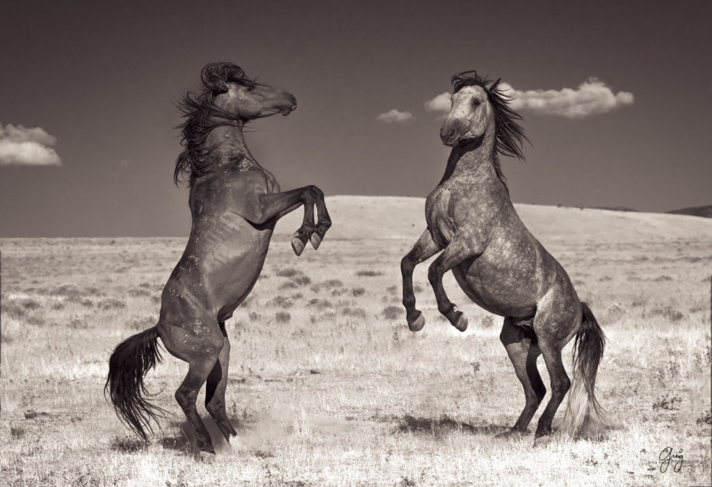 photography of two wild horses stallions about to fight