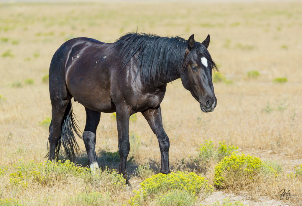 horses photography, horse photography, wild horse photography, horses art, pictures of horses, horse photography black and white, wild horse black and white photography, horse photography for sale, famous equine photographers, horse photographer, photos of wild horses, wild horse prints, horse prints, horse photo galleries, wild horses, horses, fine art photography of horses, fine art photography, wild mustangs, wild stallions, wild stallions running