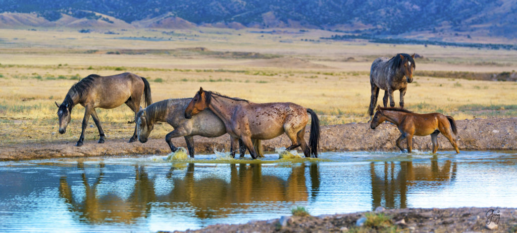 horses photography, horse photography, wild horse photography, horses art, pictures of horses, horse photography black and white, wild horse black and white photography, horse photography for sale, famous equine photographers, horse photographer, photos of wild horses, wild horse prints, horse prints, horse photo galleries, wild horses, horses, fine art photography of horses, fine art photography, wild mustangs, wild stallions, wild stallions running