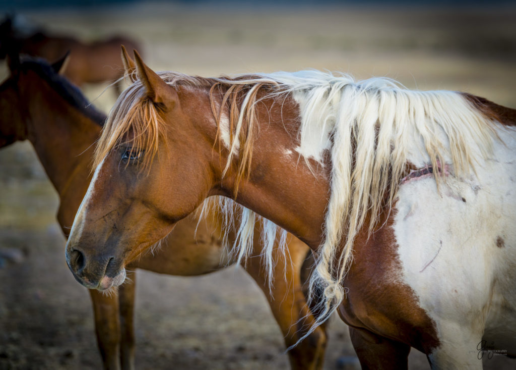 horses photography, horse photography, wild horse photography, horses art, pictures of horses, horse photography black and white, wild horse black and white photography, horse photography for sale, famous equine photographers, horse photographer, photos of wild horses, wild horse prints, horse prints, horse photo galleries, wild horses, horses, fine art photography of horses, fine art photography, wild mustangs, wild stallions, wild stallions running