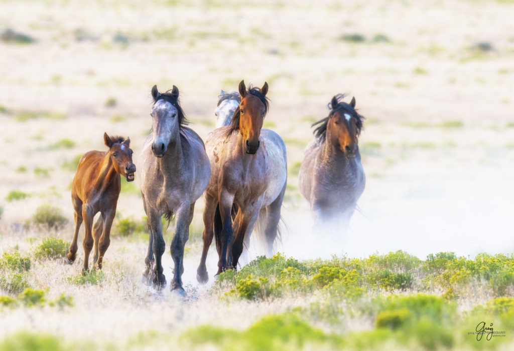 horses photography, horse photography, wild horse photography, horses art, pictures of horses, horse photography black and white, wild horse black and white photography, horse photography for sale, famous equine photographers, horse photographer, photos of wild horses, wild horse prints, horse prints, horse photo galleries, wild horses, horses, fine art photography of horses, fine art photography, wild mustangs, wild stallions, wild stallions running