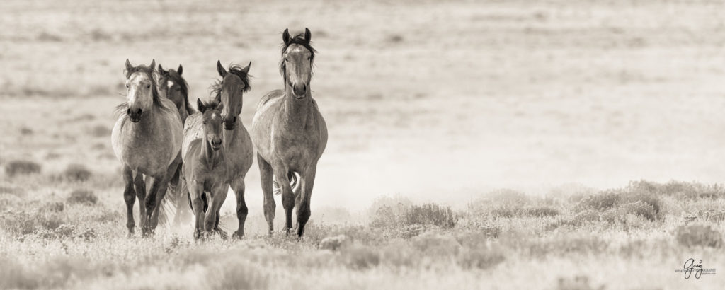 horses photography, horse photography, wild horse photography, horses art, pictures of horses, horse photography black and white, wild horse black and white photography, horse photography for sale, famous equine photographers, horse photographer, photos of wild horses, wild horse prints, horse prints, horse photo galleries, wild horses, horses, fine art photography of horses, fine art photography, wild mustangs, wild stallions, wild stallions running