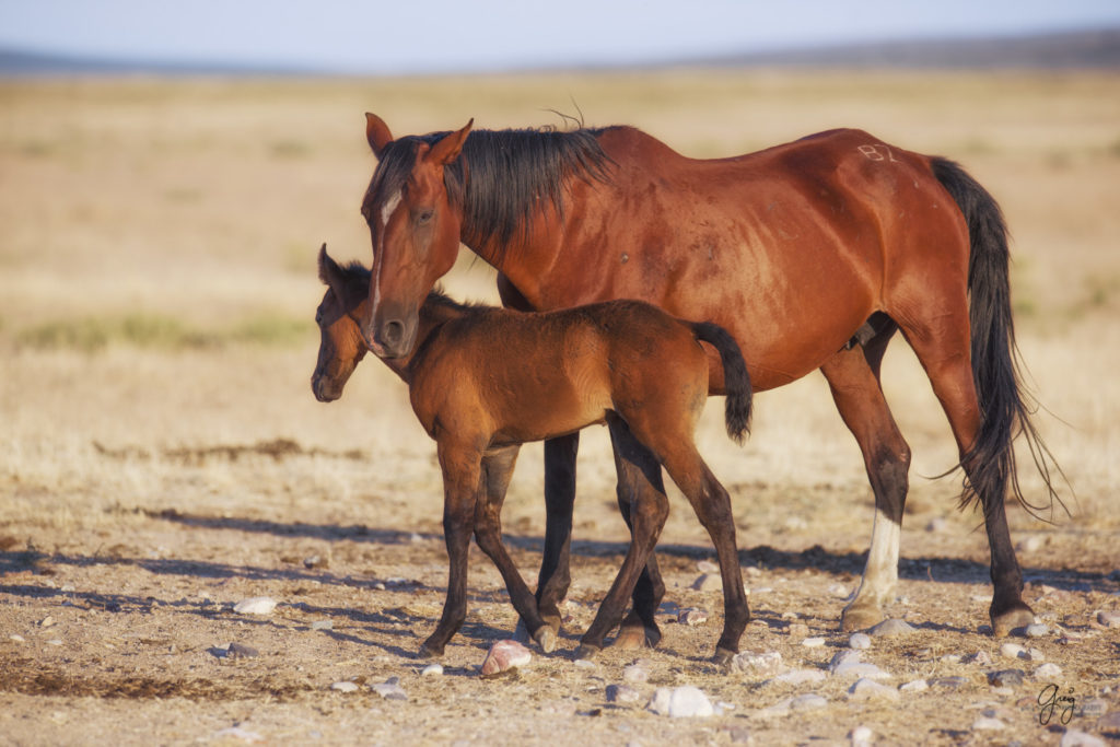 horses photography, horse photography, wild horse photography, horses art, pictures of horses, horse photography black and white, wild horse black and white photography, horse photography for sale, famous equine photographers, horse photographer, photos of wild horses, wild horse prints, horse prints, horse photo galleries, wild horses, horses, fine art photography of horses, fine art photography, wild mustangs, wild stallions, wild stallions running