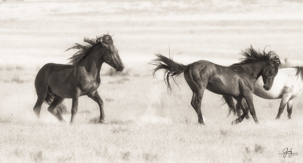 black and white photography of two wild horse stallions fighting in desert