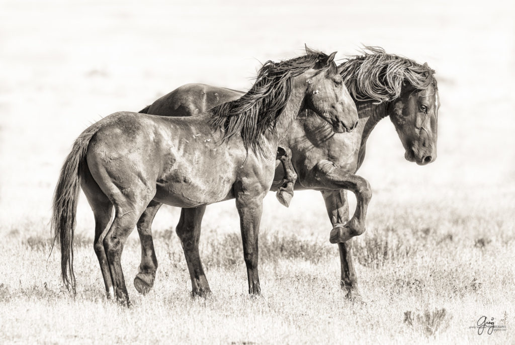 black and white photography of two wild horses stallions about to fight