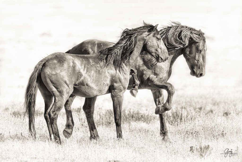 horses photography, horse photography, wild horse photography, horses art, pictures of horses, horse photography black and white, wild horse black and white photography, horse photography for sale, famous equine photographers, horse photographer, photos of wild horses, wild horse prints, horse prints, horse photo galleries, wild horses, horses, fine art photography of horses, fine art photography, wild mustangs, wild stallions, wild stallions running