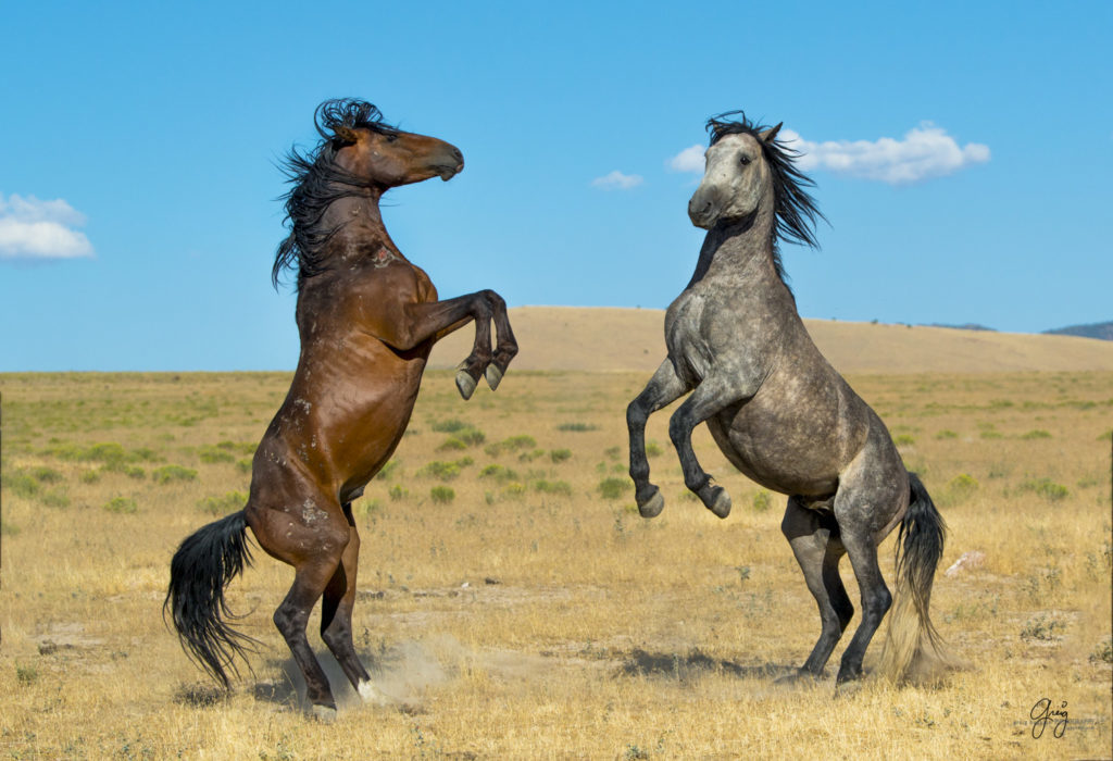 horses photography, horse photography, wild horse photography, horses art, pictures of horses, horse photography black and white, wild horse black and white photography, horse photography for sale, famous equine photographers, horse photographer, photos of wild horses, wild horse prints, horse prints, horse photo galleries, wild horses, horses, fine art photography of horses, fine art photography, wild mustangs, wild stallions, wild stallions running