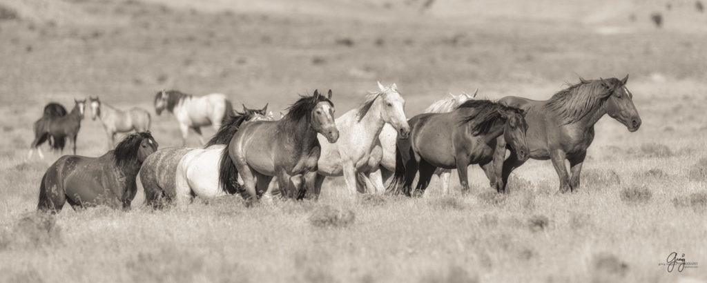 horses photography, horse photography, wild horse photography, horses art, pictures of horses, horse photography black and white, wild horse black and white photography, horse photography for sale, famous equine photographers, horse photographer, photos of wild horses, wild horse prints, horse prints, horse photo galleries, wild horses, horses, fine art photography of horses, fine art photography, wild mustangs, wild stallions, wild stallions running