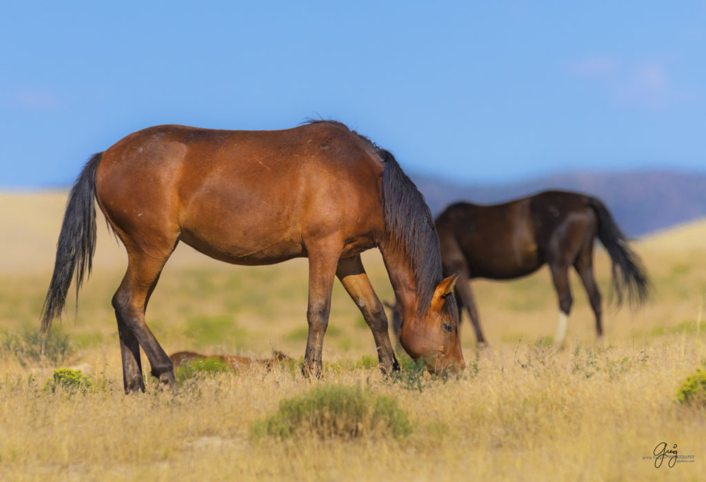 horses photography, horse photography, wild horse photography, horses art, pictures of horses, horse photography black and white, wild horse black and white photography, horse photography for sale, famous equine photographers, horse photographer, photos of wild horses, wild horse prints, horse prints, horse photo galleries, wild horses, horses, fine art photography of horses, fine art photography, wild mustangs, wild stallions, wild stallions running