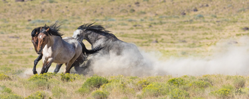 photography of two wild horse stallions fighting in desert